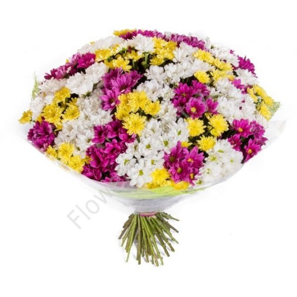 Букет из 51 разноцветной хризантемы купить с доставкой по Москве