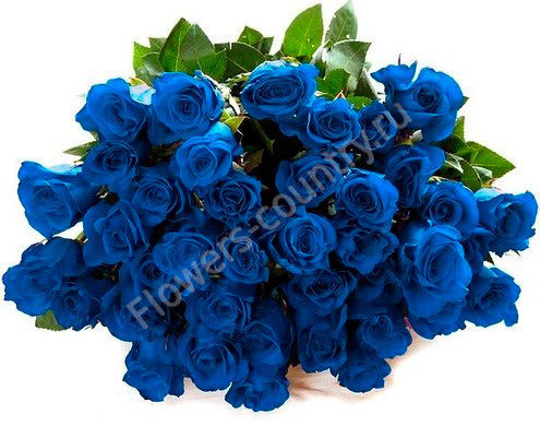Букет из 39 синих роз купить с доставкой по Москве