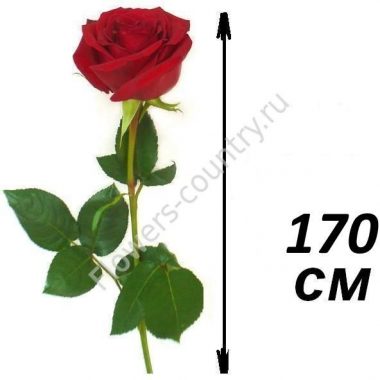 Розы 170 см купить с доставкой по Москве