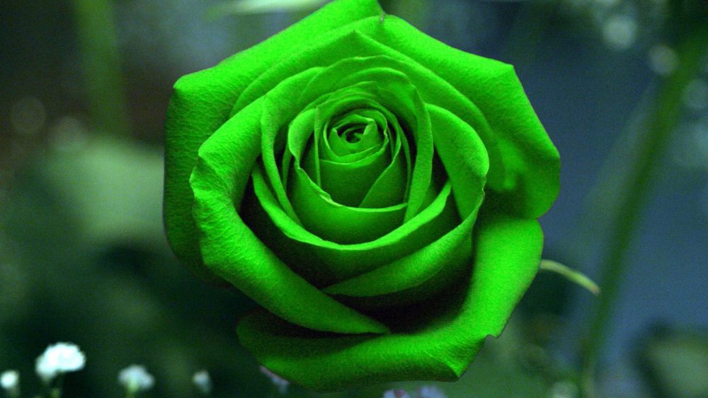 Зеленые розы
