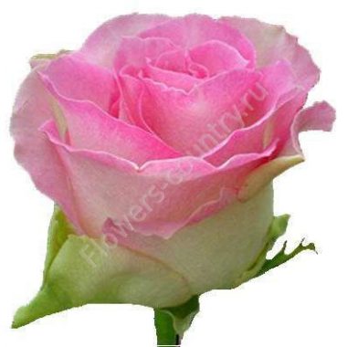 Бело-розовая роза «Малибу»