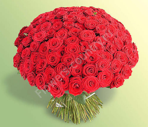 Букет из 101 алой розы купить с доставкой по Москве