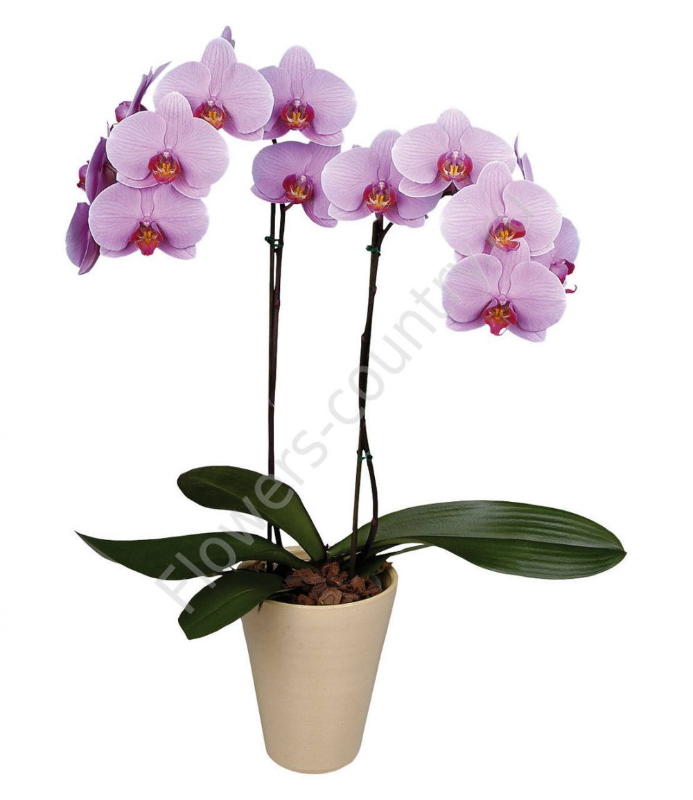 Орхидея фаленопсис купить с доставкой по Москве