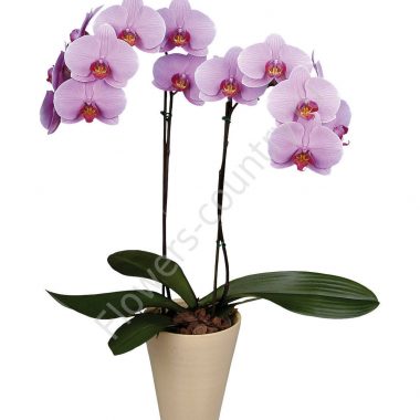 Орхидея фаленопсис купить с доставкой по Москве
