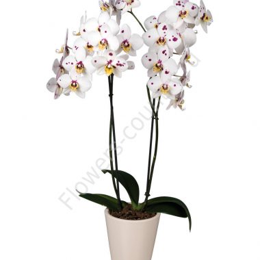 Орхидея домашняя adelaide купить с доставкой по Москве