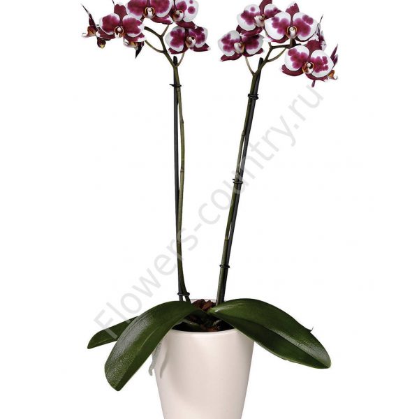 Орхидея домашняя almeria купить с доставкой по Москве
