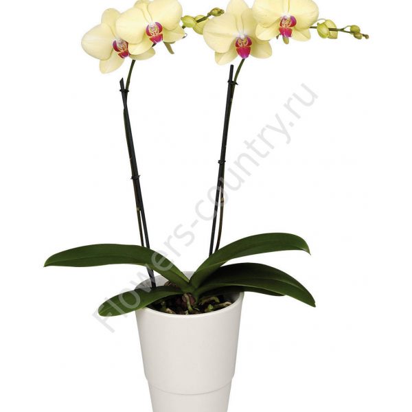 Орхидея домашняя amalfi купить с доставкой по Москве