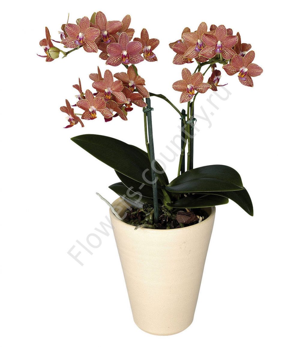 Орхидея домашняя amolar купить с доставкой по Москве