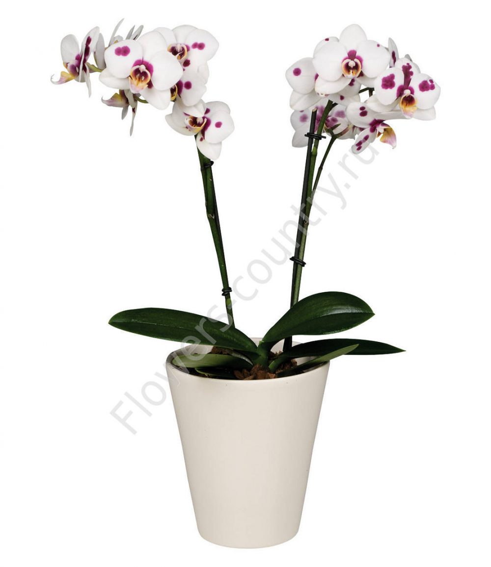 Орхидея домашняя bilbao купить с доставкой по Москве