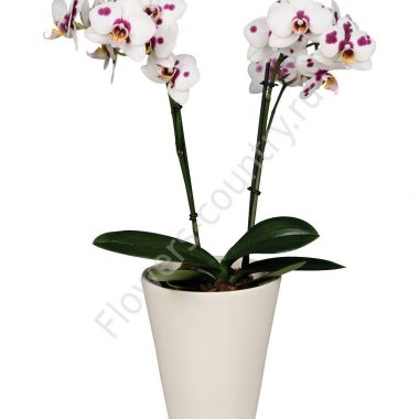 Орхидея домашняя bilbao