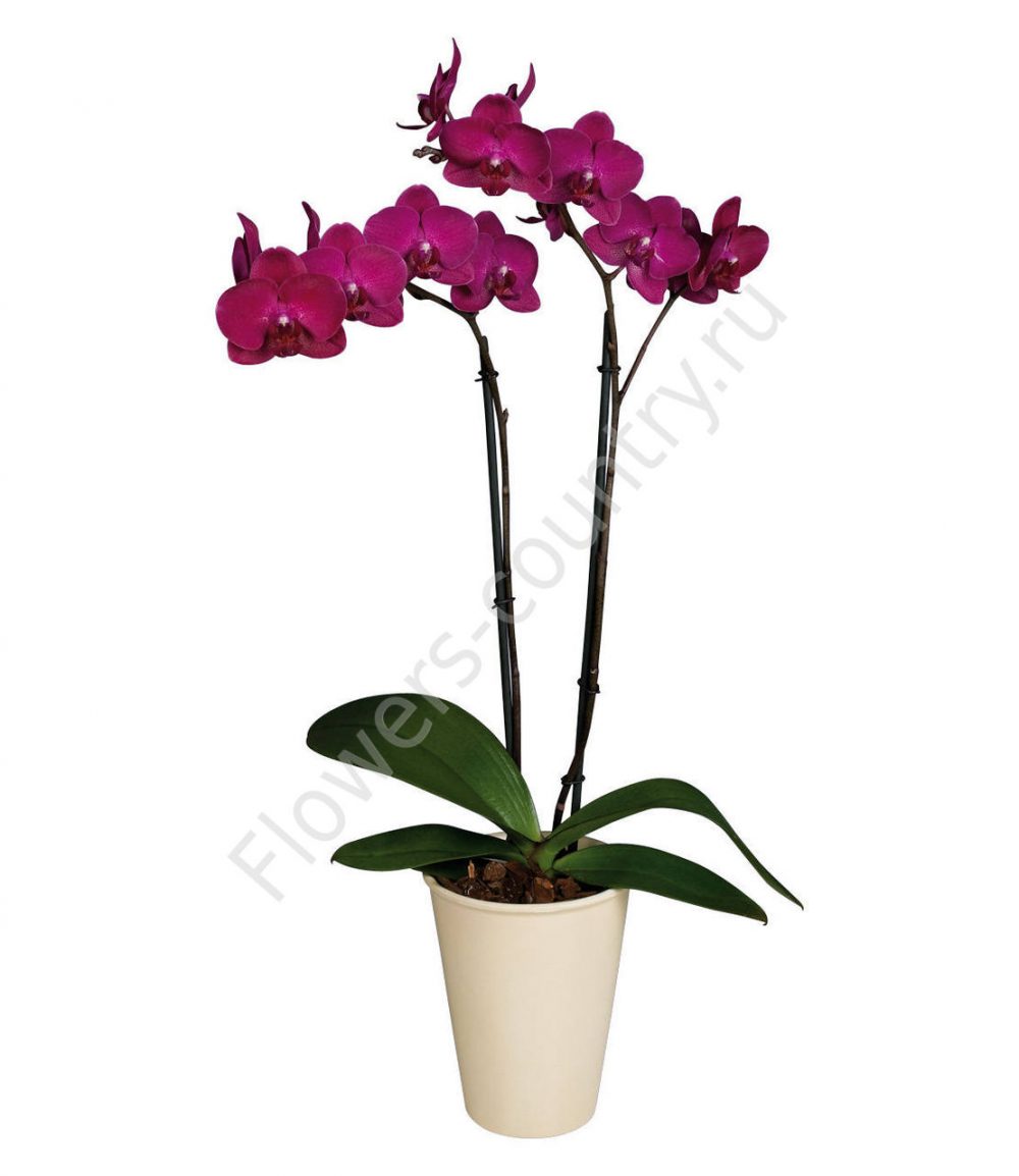 Орхидея домашняя bordeaux купить с доставкой по Москве