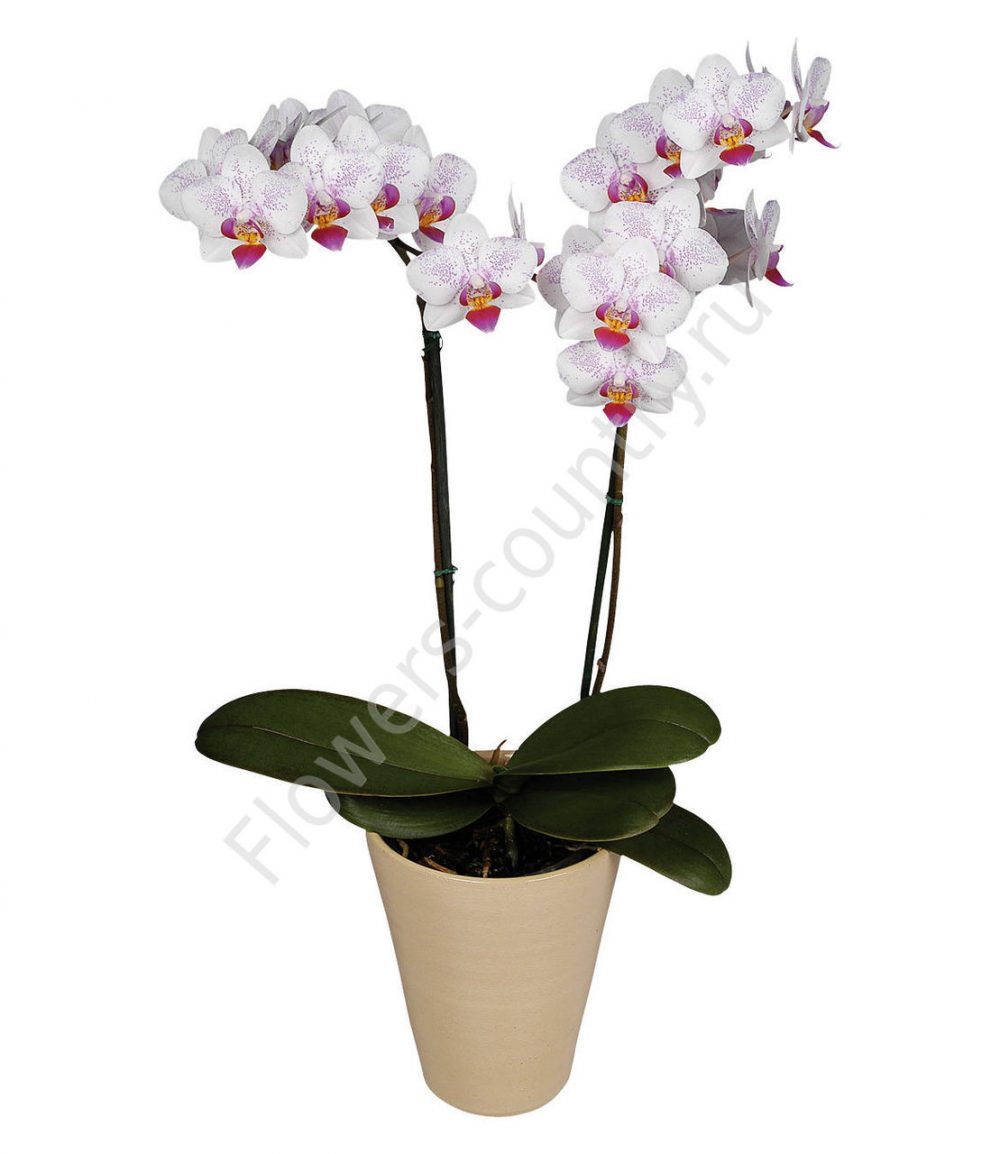 Орхидея горшечная купить с доставкой по Москве