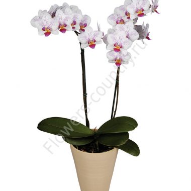 Орхидея горшечная купить с доставкой по Москве