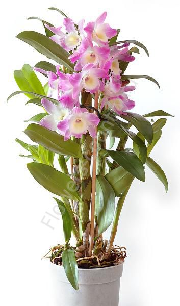 Орхидея дендробиум купить с доставкой по Москве