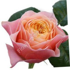 Персиковая пионовидная роза