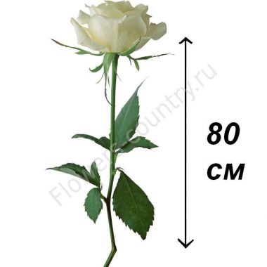 Розы 80 см