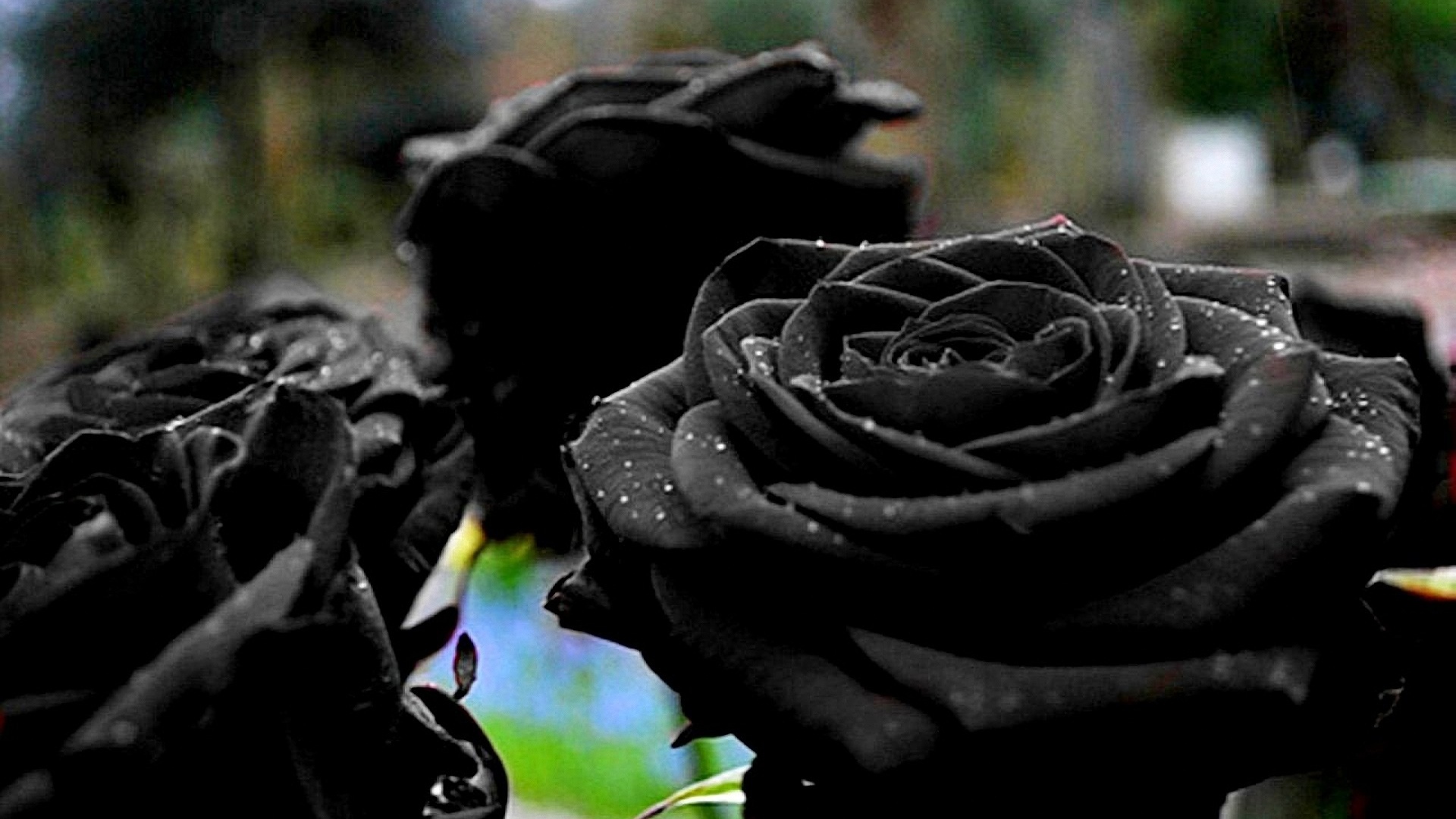 Халфети Турция черные розы