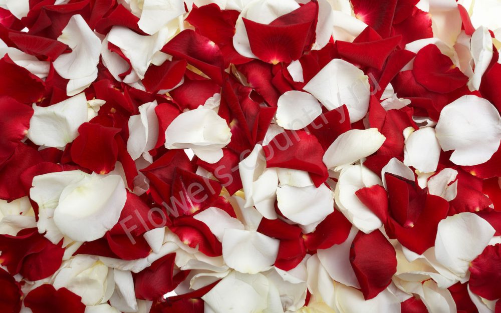 Лепестки белых и красных роз купить с доставкой по Москве