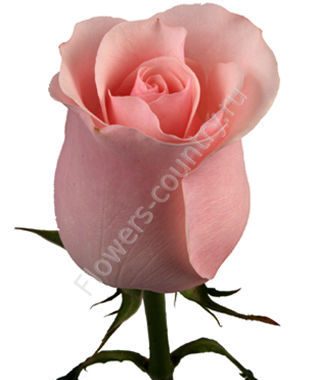 Нежно-розовая роза